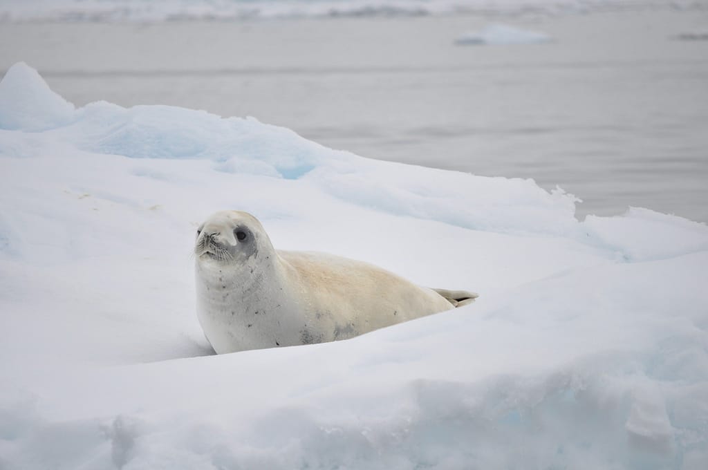 White seal