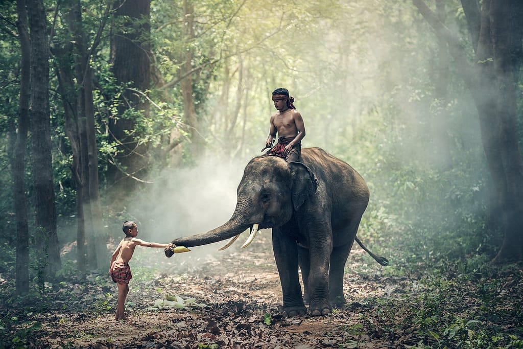 Cambogia elefanti