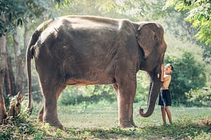 Cambogia elefante