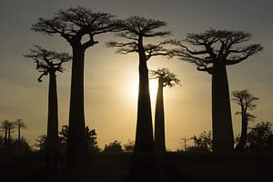 Viale dei baobab